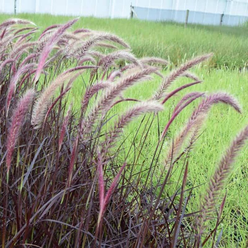 Pennisetum setaceum 'Rubrum' ---